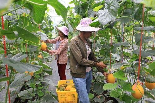 网红吃瓜桃,揭秘娱乐圈幕后真相