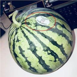 藏区网红吃瓜,揭秘网红圈里的“瓜田”趣事