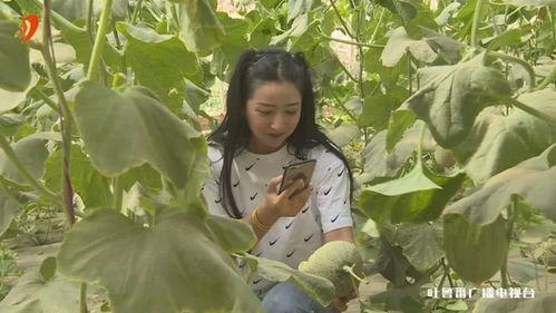 网红直播吃哈密瓜,哈密瓜甜蜜诱惑引全民热议