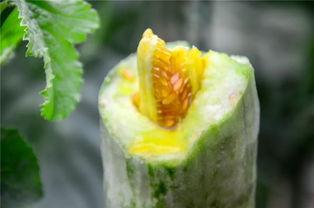 网红吃瓜入口在哪里可以看,揭秘网红美食背后的秘密