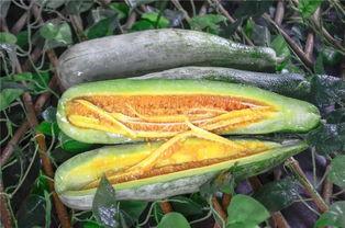 九头身网红吃瓜,揭秘娱乐圈幕后真相