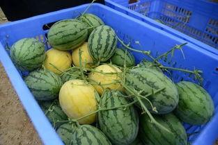 微信吃瓜群网红叫什么